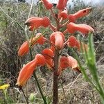 Aloe amudatensis Fleur
