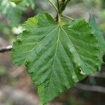 Dombeya acutangula পাতা