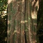 Pouteria hispida Corteza