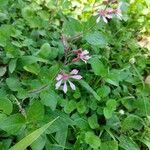 Cuphea racemosa Flower