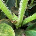 Begonia gehrtii Rhisgl