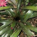 Neoregelia farinosa Fuelha