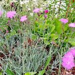 Dianthus hyssopifolius Hábito