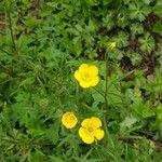 Ranunculus macrophyllusFlower