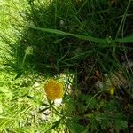 Ranunculus tuberosus Flor