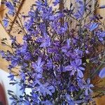 Pasithea caerulea Flower