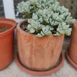 Lampranthus deltoides Leaf