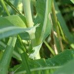 Sonchus maritimus പുറംതൊലി