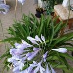 Agapanthus africanusFlower