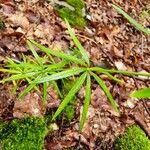 Galium aristatum Leaf