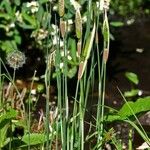 Typha minima Natur