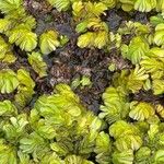 Salvinia molesta Leaf