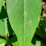 Ruellia brevifolia পাতা