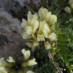 Astragalus depressus Çiçek