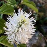 Fothergilla latifolia Flower