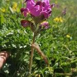 Pedicularis cenisia Flower