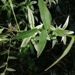 Inula salicina Likasa