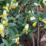 Polygaloides chamaebuxus Pokrój