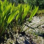 Sagittaria lancifolia Blad