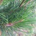 Pinus leucodermis Likasa