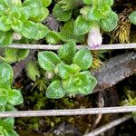 Clinopodium nubigenum Leaf