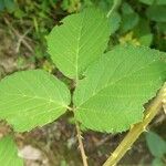 Rubus andegavensis Blad