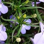 Lobelia erinus Leaf