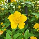 Hypericum patulumFlower