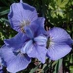 Iris setosa Blodyn