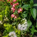 Heuchera sanguineaFlower