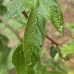 Gossypium barbadense Folla