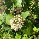 Viburnum lantanaLeht