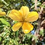 Cassia fistula Flor