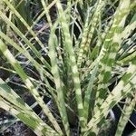Miscanthus sinensis Likasa