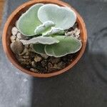 Kalanchoe rhombopilosa Fulla