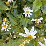 Bidens alba Blomma