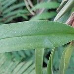 Maxillaria rufescens Leaf