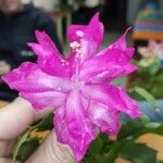 Schlumbergera truncata Цветок