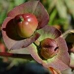 Euphorbia bubalina Vrucht