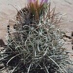 Sclerocactus parviflorus Flower