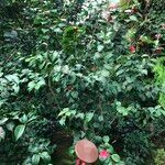 Camellia oleifera Habit