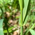 Lolium giganteum बार्क (छाल)