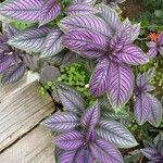 Strobilanthes auriculata 葉