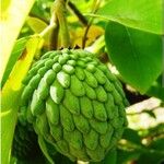 Annona × atemoya Fruit