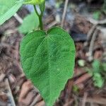 Hibiscus grandiflorus Лист