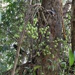 Ficus sur Fruto
