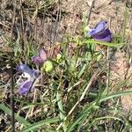 Vigna vexillata Blomma