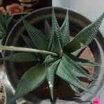 Haworthiopsis limifolia Foglia