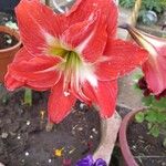 Hippeastrum reginae花