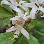 Rhododendron viscosum 花